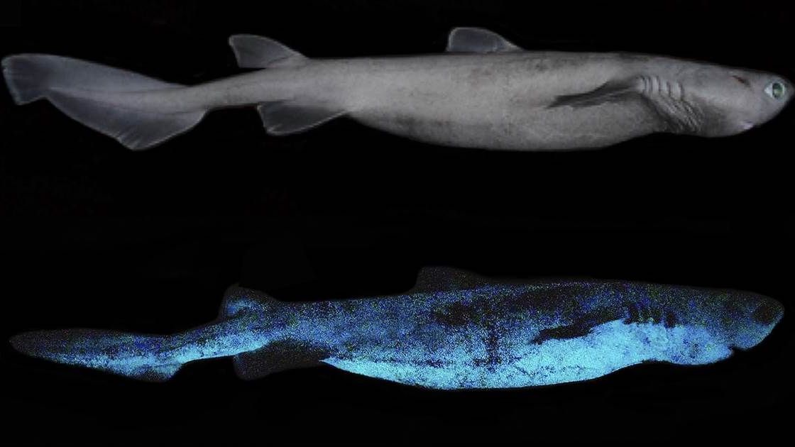Vědci objevili žraloky, kteří září ve tmě